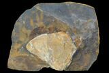 Fossil Ginkgo Leaf From North Dakota - Paleocene #103880-1